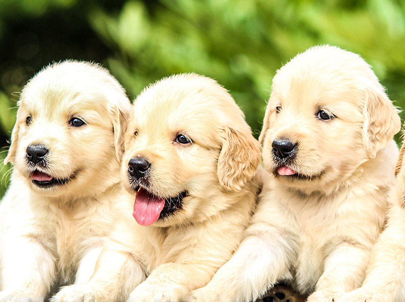 Golden-puppies-mobile2.jpg