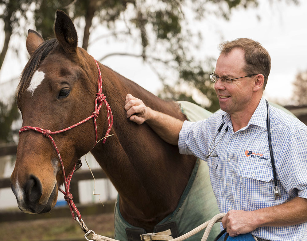 Large Animal Services | Orange Vet Hospital