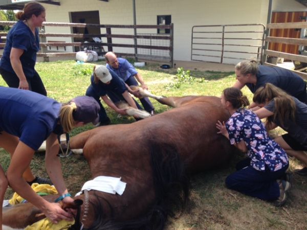 January Large Animal News